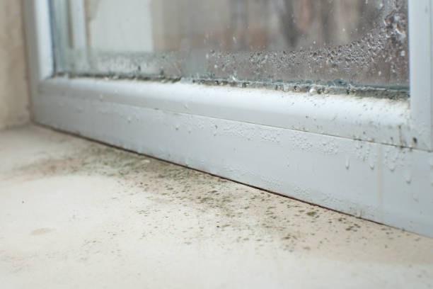 Reliable Northwest Harborcreek, PA Mold Removal Solutions